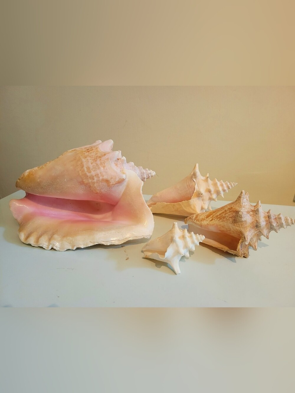 Natural Coastal Decor Collection